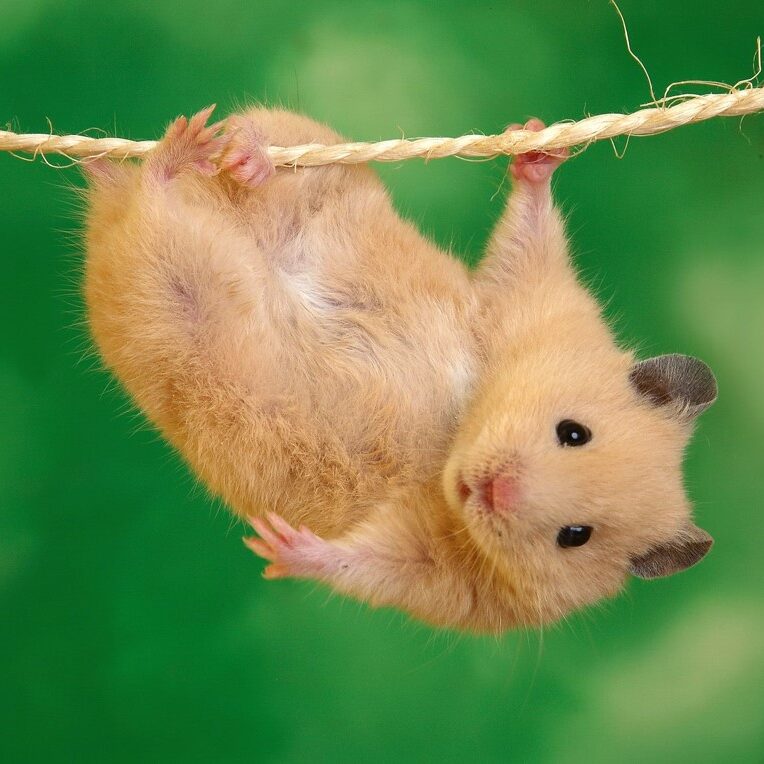 How Cannibal Hamsters Helped Revive My Career (Guest Post)